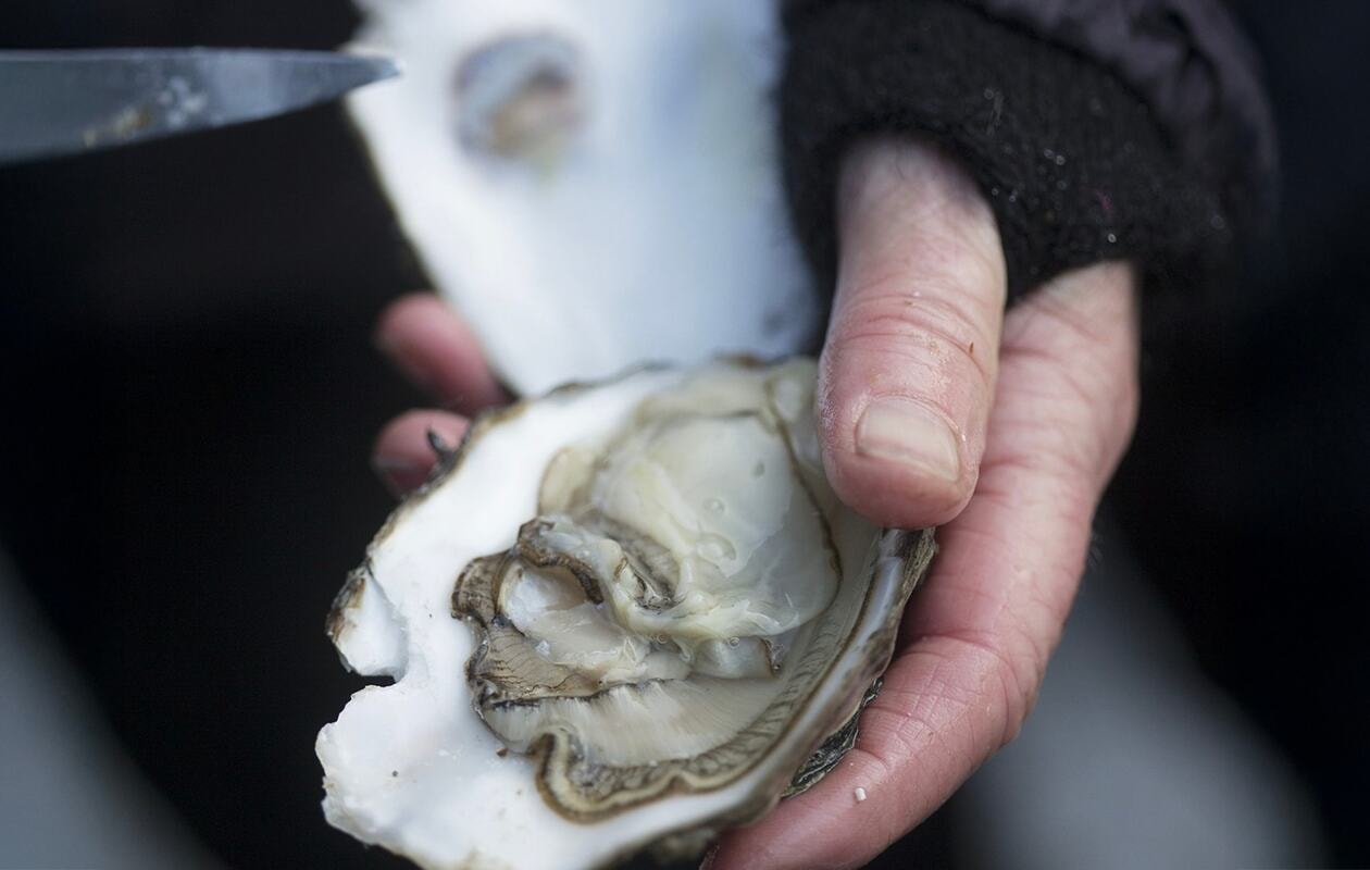 Østerssafari i Vadehavet - Kommandørgården Rømø
