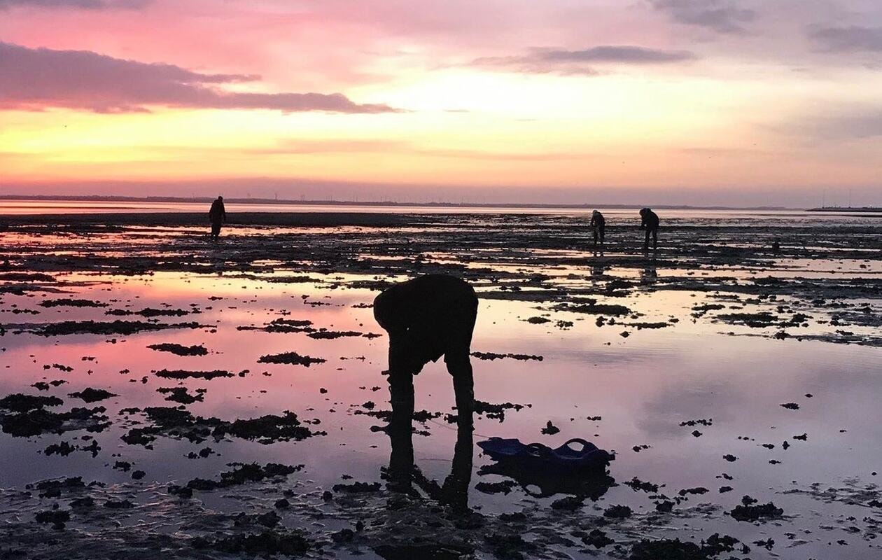 Østerssafari i Vadehavet - Kommandørgården Rømø