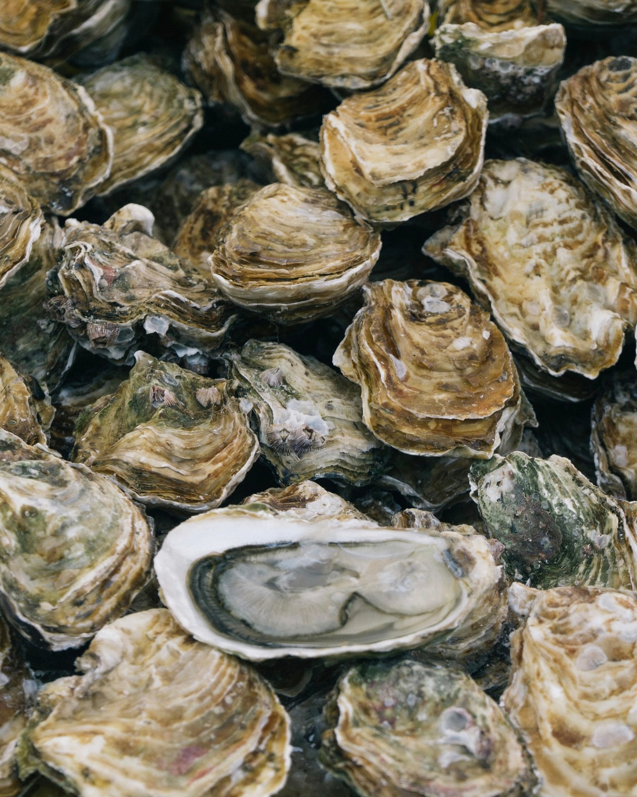 Getaway ved den tyske grænse billede 1