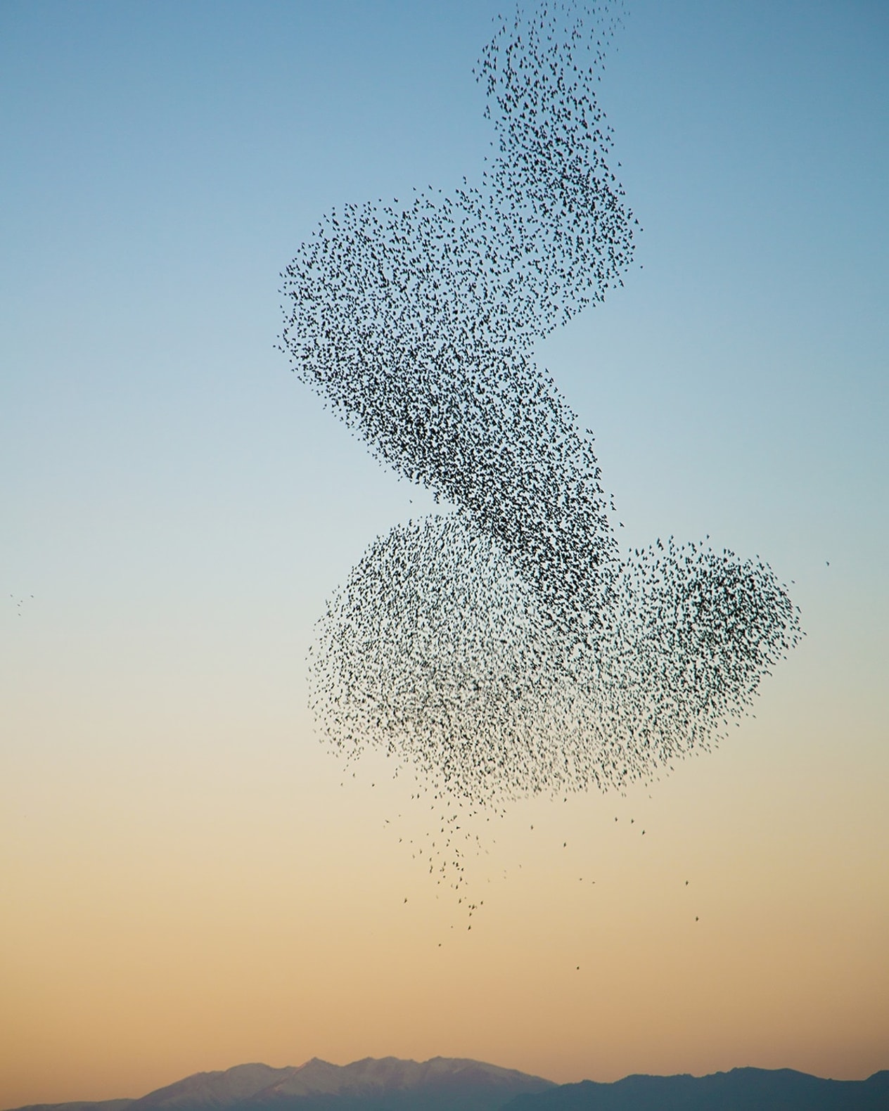 Sort Sol-Safari i Tønder billede 1