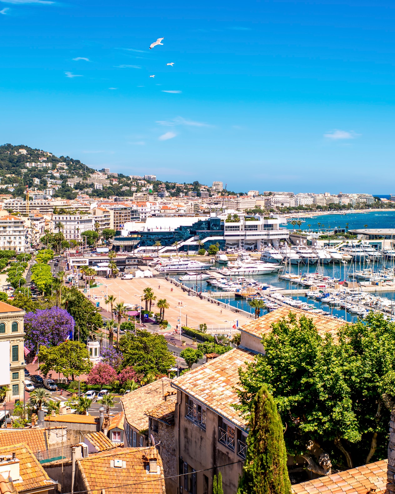 Oplev Den Franske Riviera - Bo i Cannes billede 1