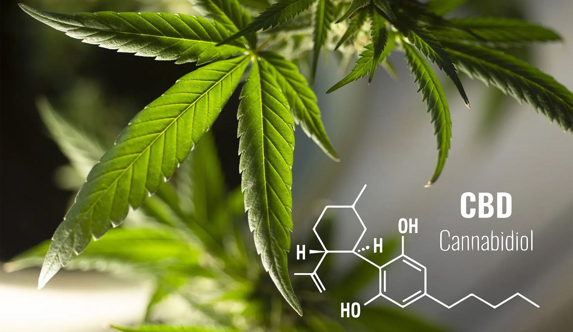 Cannaone CBD-produkter