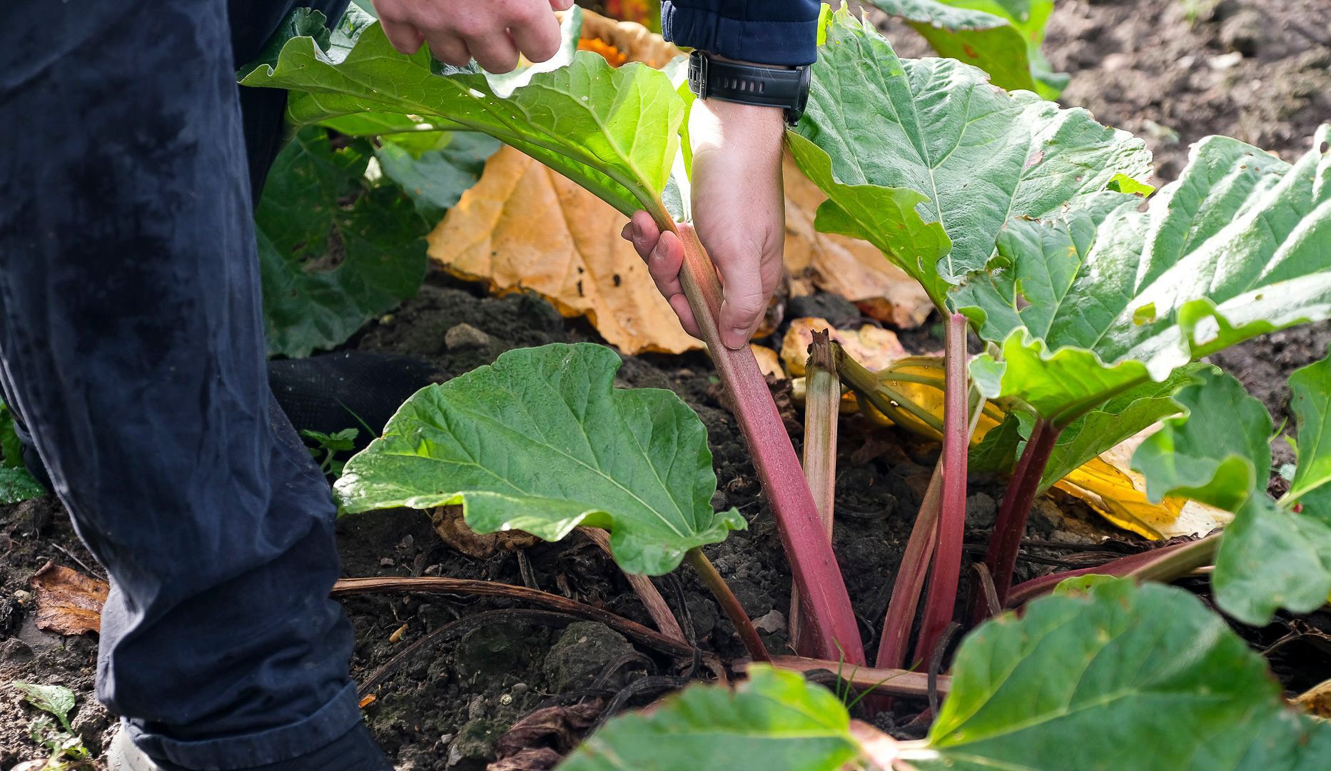 Set på TV: Bageentusiast inviterer til spiritussmagning