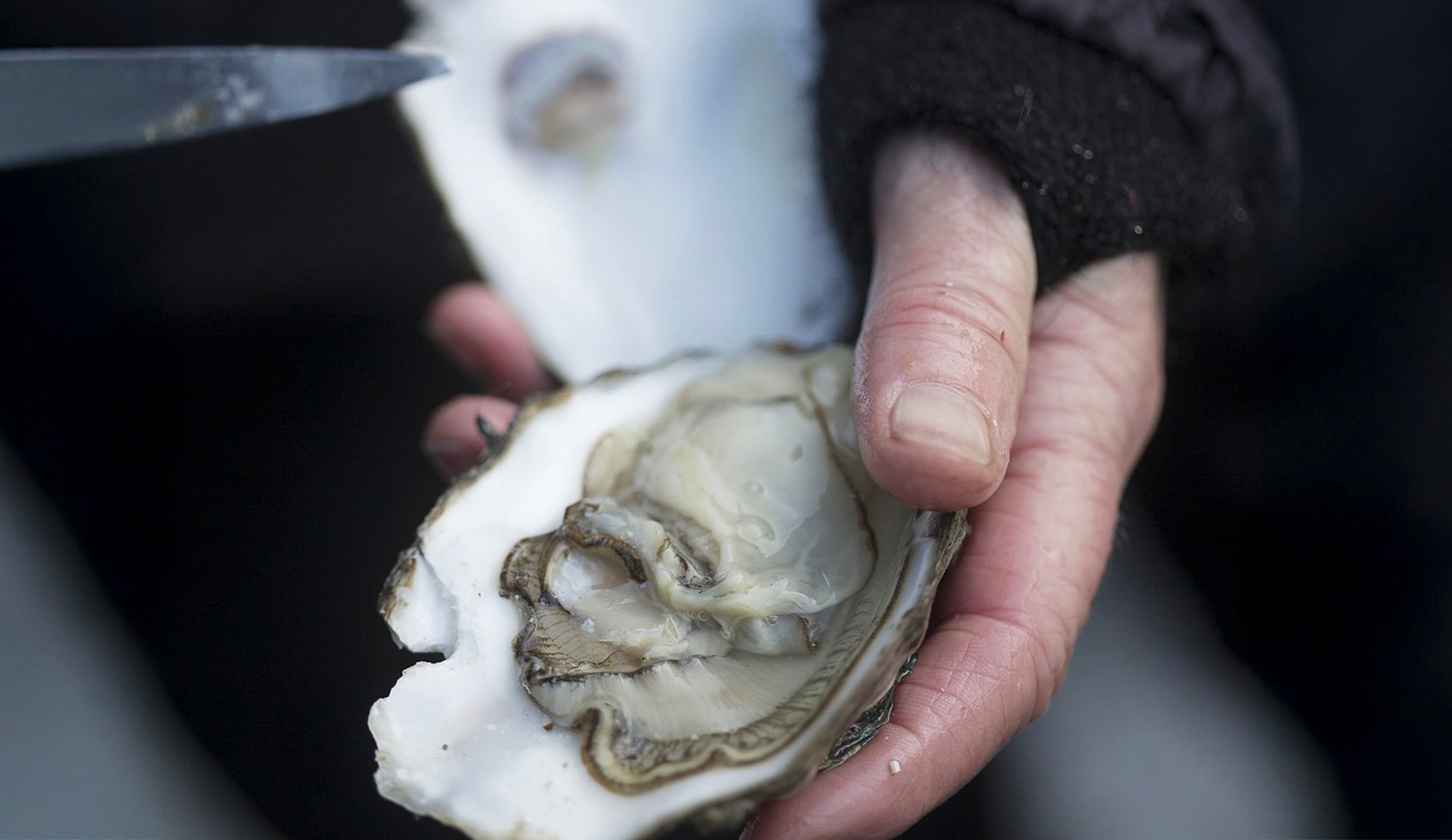 Ophold på Kommandørgården Rømø