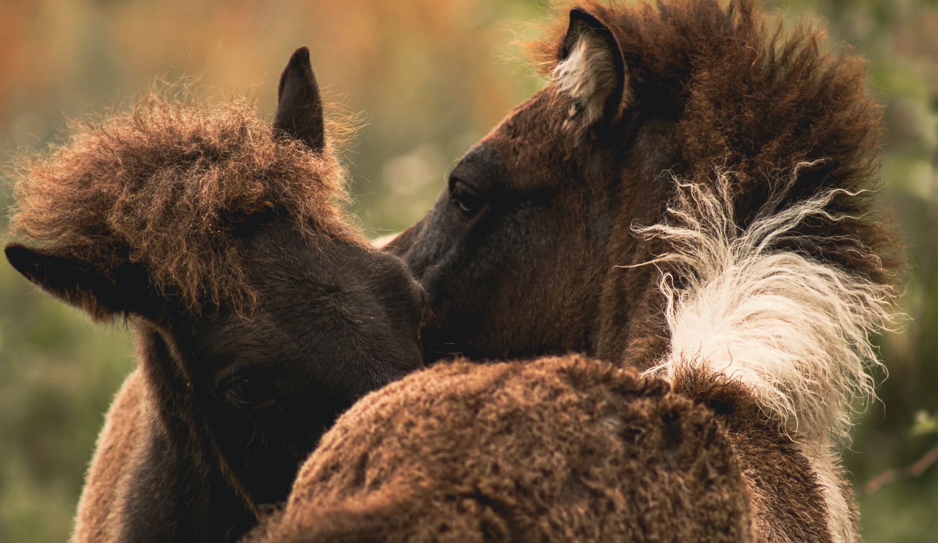 Ophold på Kommandørgården Rømø