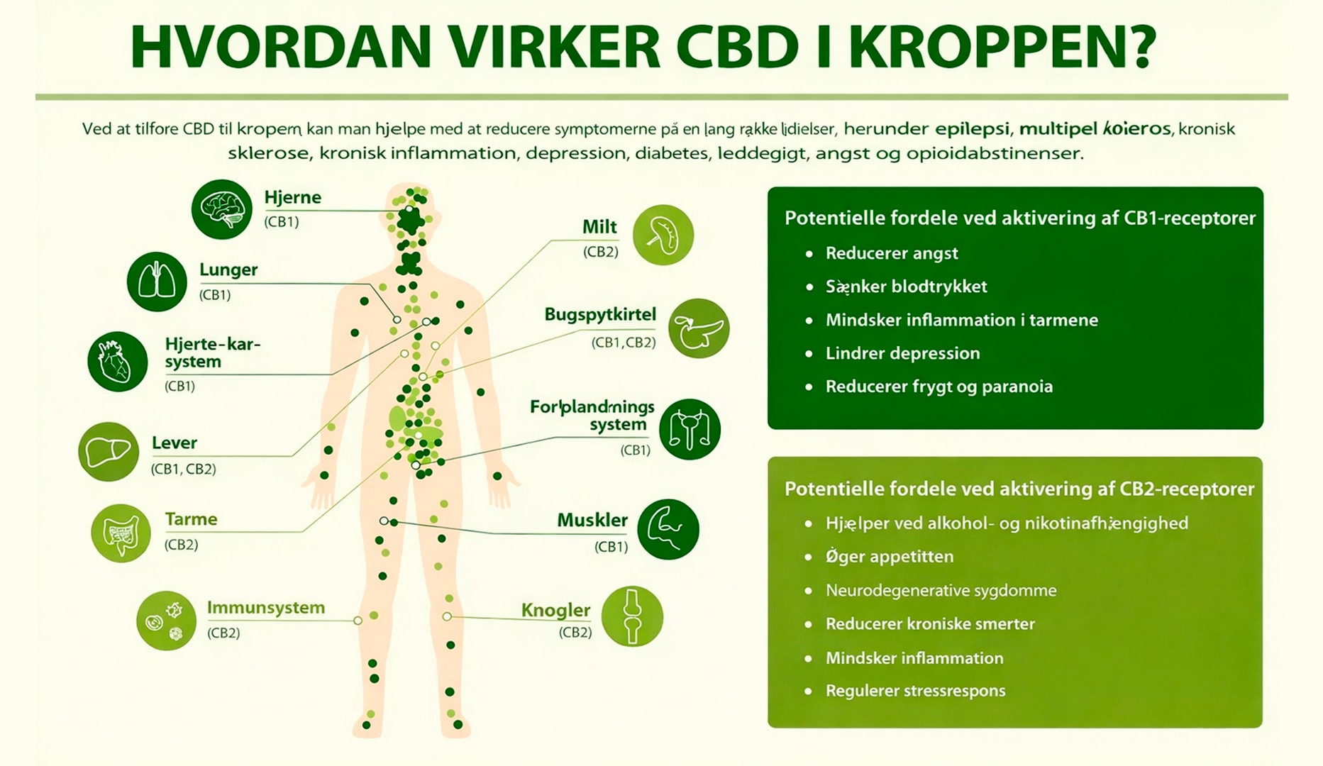 Cannaone RAW CBD-olie, 10 ml.