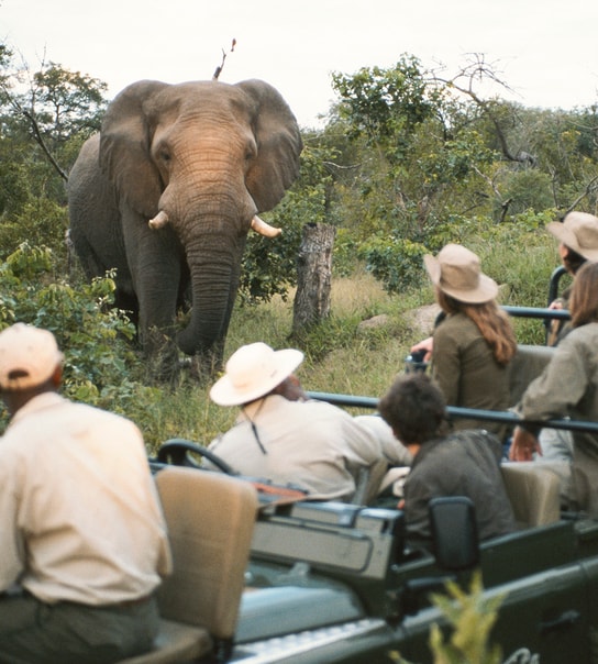 Safari-eventyr i Sydafrika