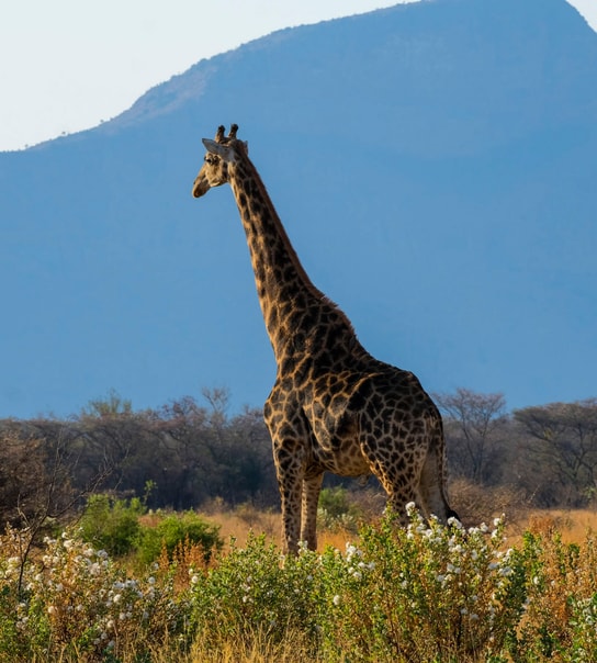 Safari-eventyr i Sydafrika