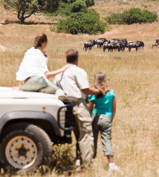 Safari-eventyr i Sydafrika