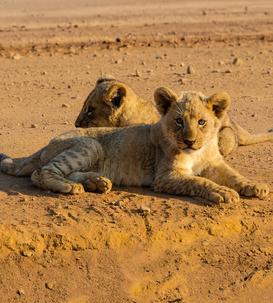 Safari-eventyr i Sydafrika