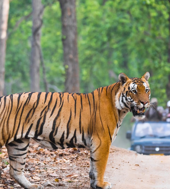 Rundrejse i Indien: Taj Mahal, Nicobarerne og Tigersafari