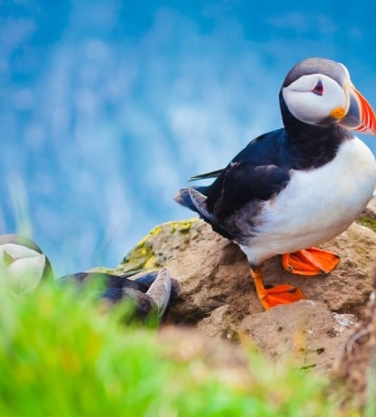 Oplev fascinerende Færøerne