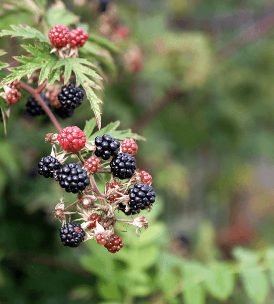Gourmetophold på Christie's Sdr. Hostrup Kro