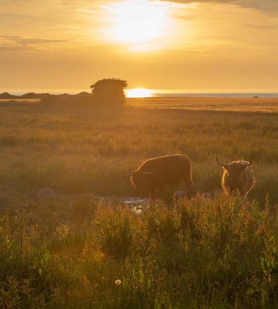 Glamping på Samsø Badehotel