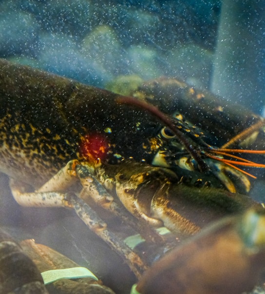 Eksklusiv Fiskeplatte for 2 - Rødovre C