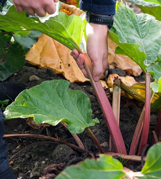 Set på TV: Bageentusiast inviterer til spiritussmagning
