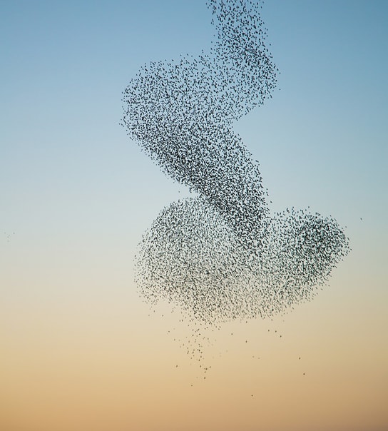 Sort Sol-Safari i Tønder