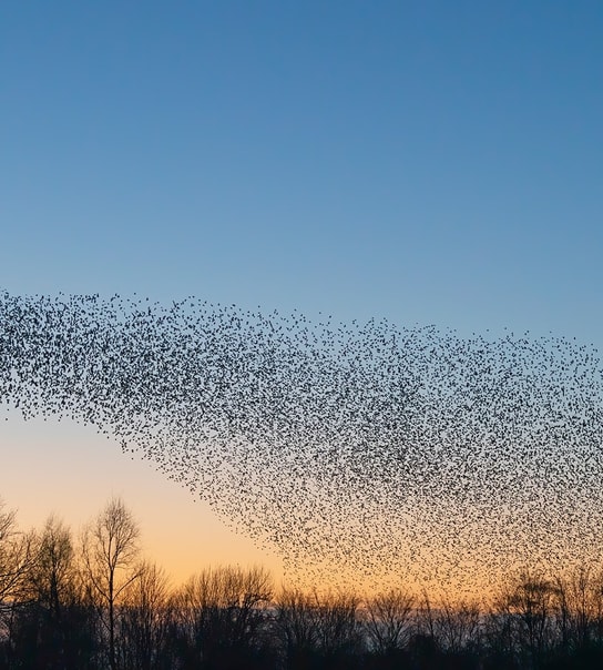 Sort Sol-Safari i Tønder