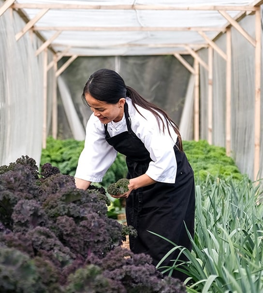 NYHED: Eksklusivt gourmetophold i Panoramahytter