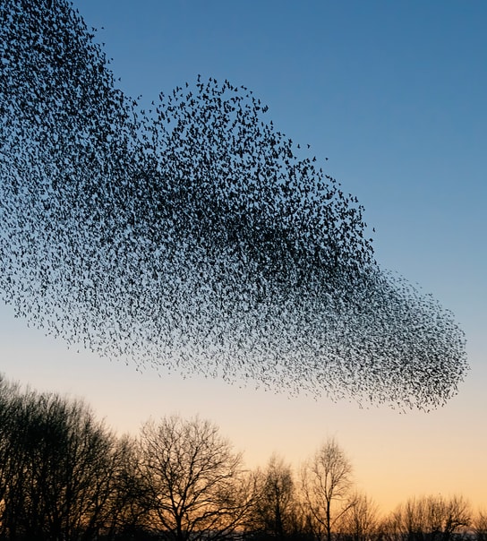 Getaway ved den tyske grænse