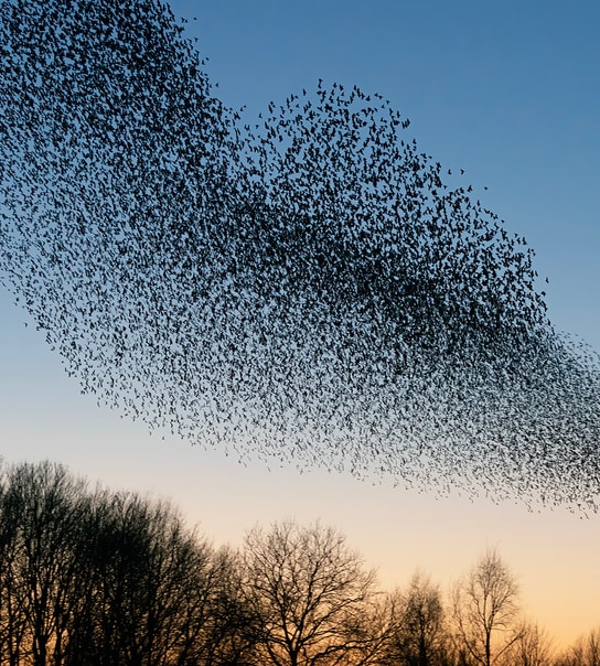 Getaway ved den tyske grænse