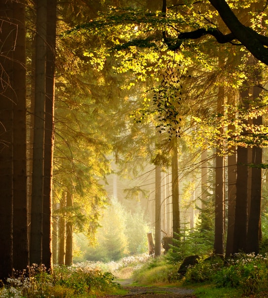 All Inclusive: Hotel Harzhöhe | 3 overnatninger