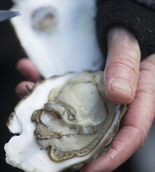 Østerssafari og fiskebuffet på Kommandørgården Rømø