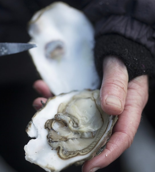 Østerssafari og fiskebuffet på Kommandørgården Rømø