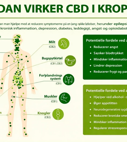 Cannaone RAW CBD-olie, 10 ml.