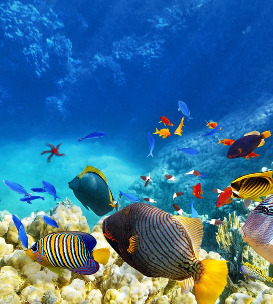 All Inclusive solferie i Egypten
