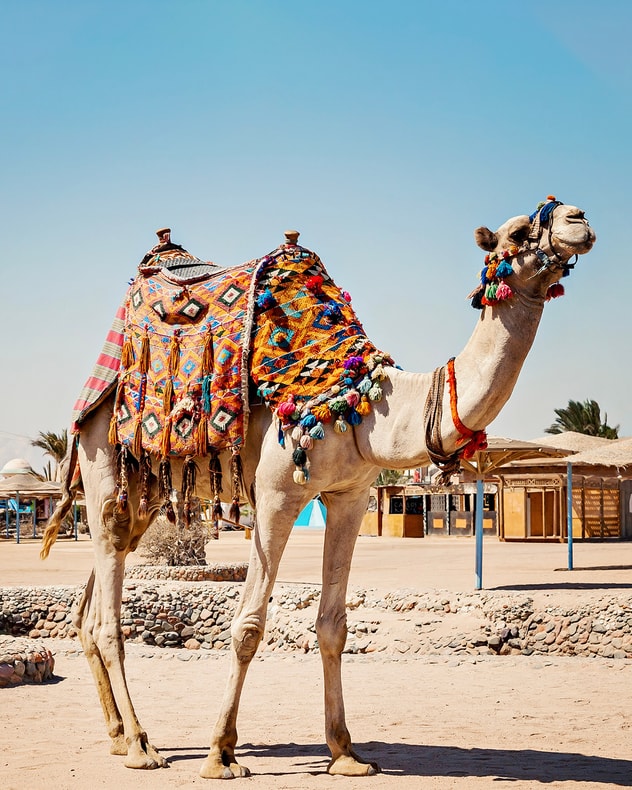 All Inclusive i Hurghada billede 6