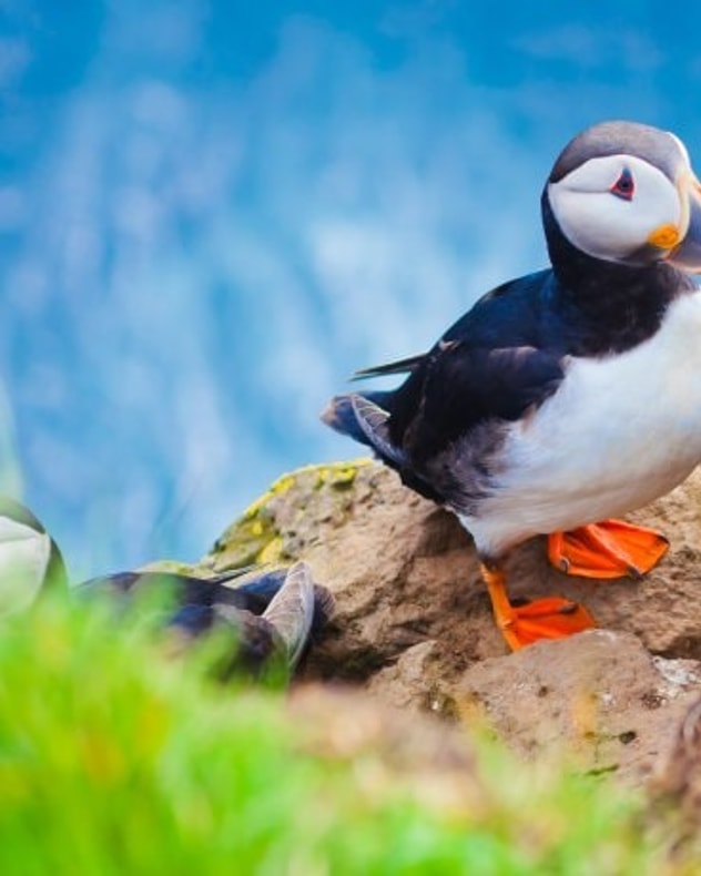 Oplev fascinerende Færøerne billede 3