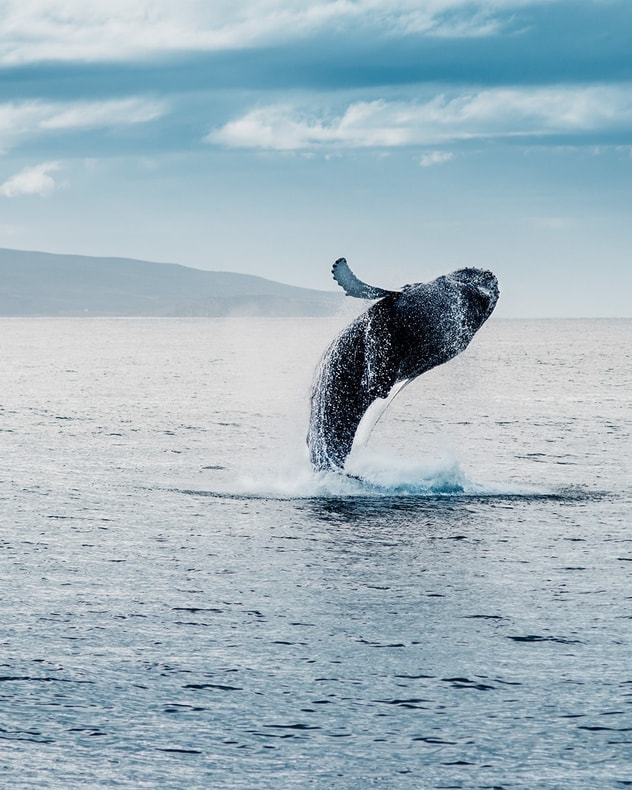 Drømmerejse til Island billede 7