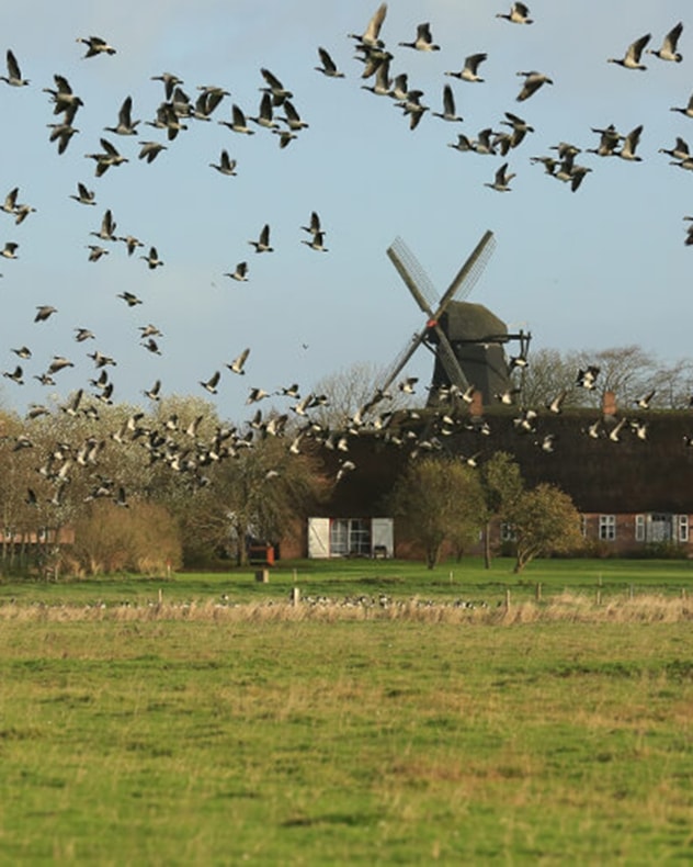 Sort Sol-Safari i Tønder billede 7