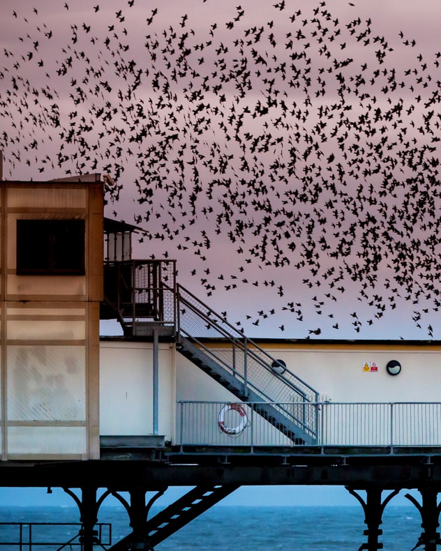 Getaway ved den tyske grænse billede 2