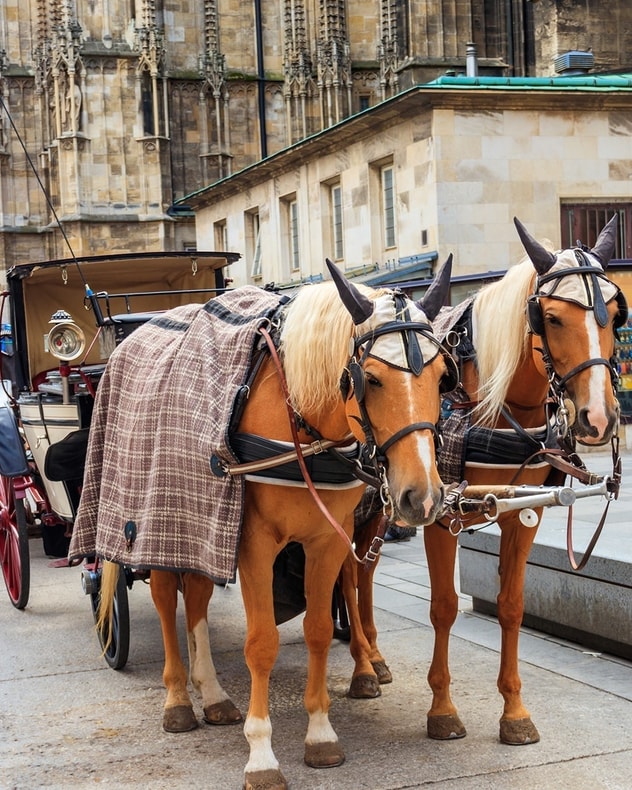Oplev fantastiske Wien | Til en skarp pris! billede 7