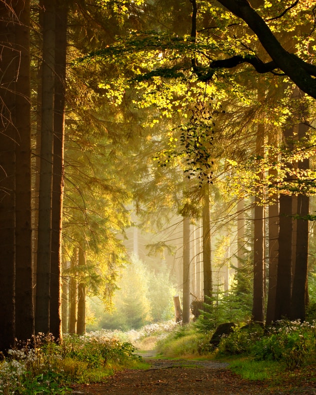 All Inclusive: Hotel Harzhöhe | 3 overnatninger billede 5