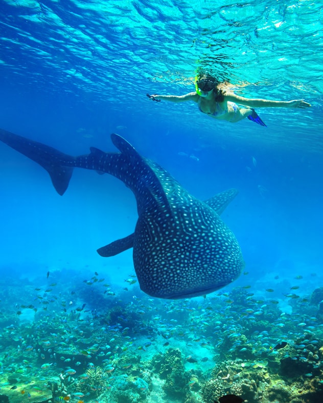 Filippinsk drømmerejse! billede 7