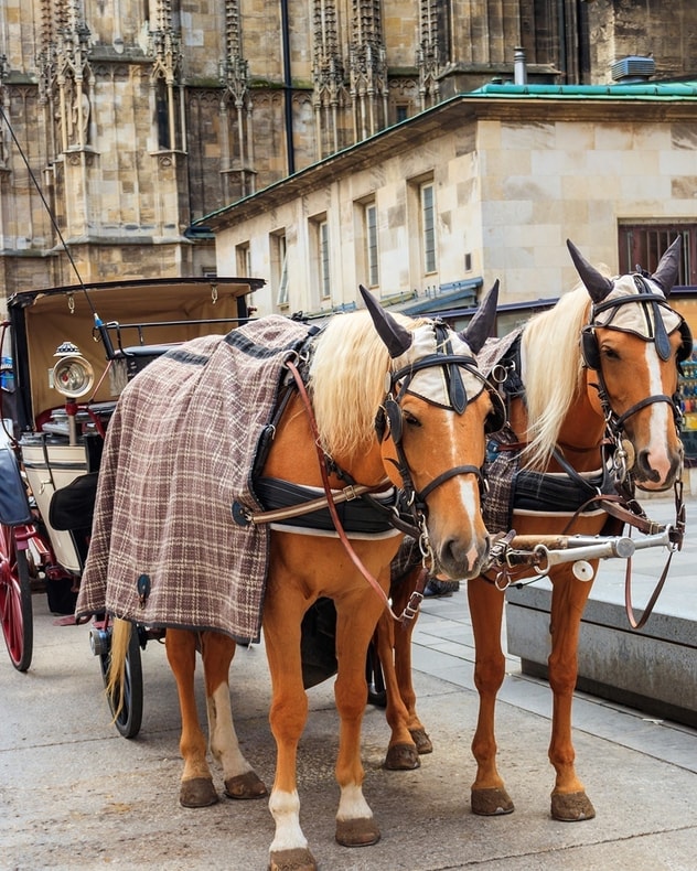 Oplev fantastiske Wien | Til en skarp pris! billede 7