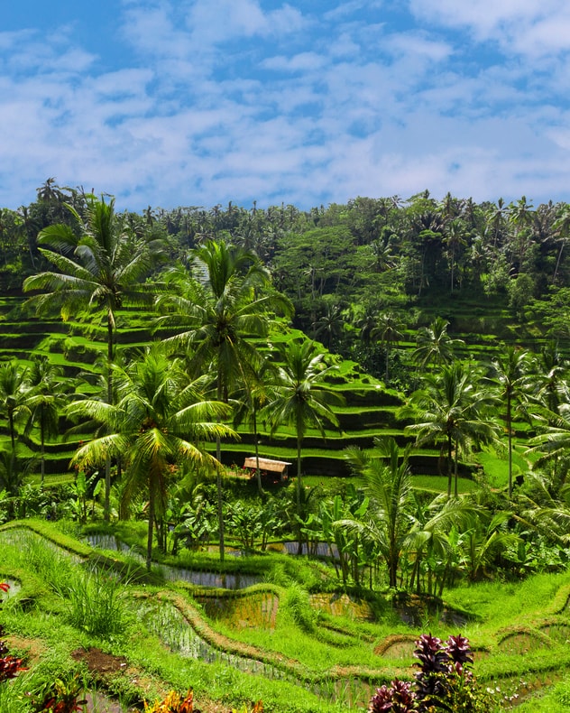 Drømmerejsen - Ø-hop på Bali, Gili-øerne og Nusa Lembongan billede 4