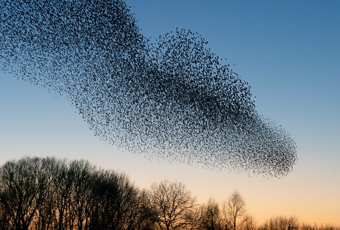 Getaway ved den tyske grænse
