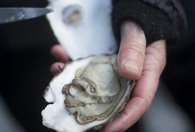 Østerssafari og fiskebuffet på Kommandørgården Rømø