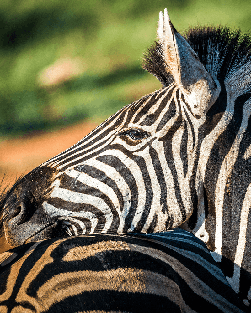 Safari-eventyr i Sydafrika