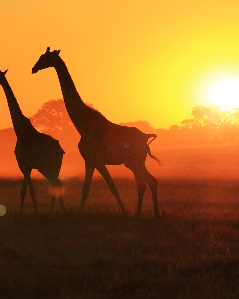 Safari-eventyr i Sydafrika