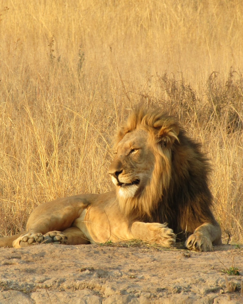 Safari-eventyr i Sydafrika