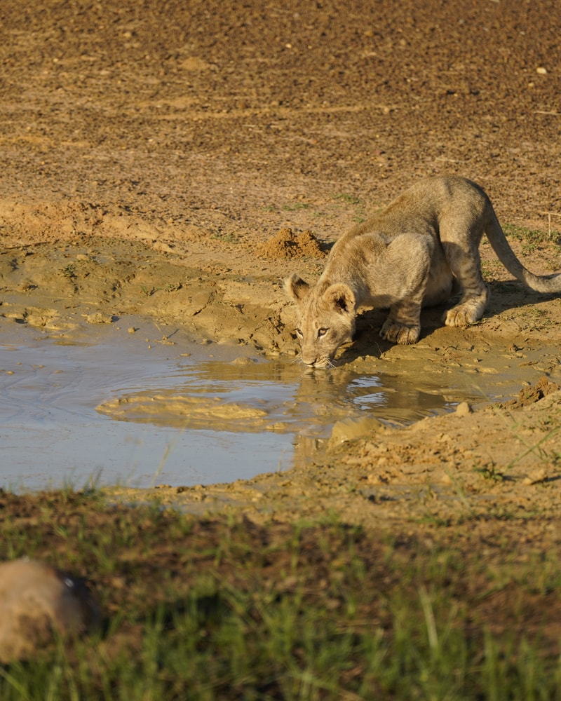 Safari-eventyr i Sydafrika