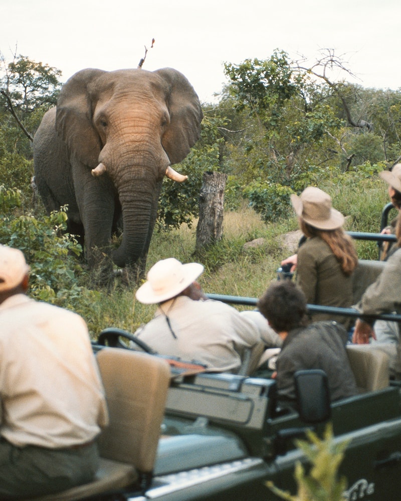 Safari-eventyr i Sydafrika