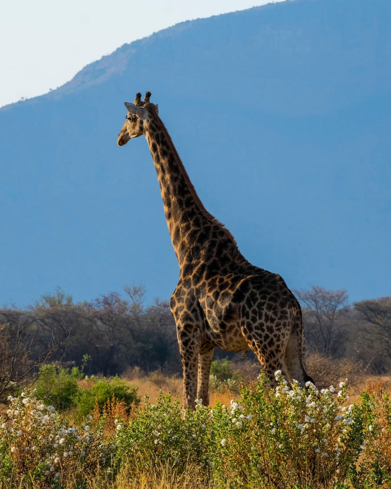 Safari-eventyr i Sydafrika