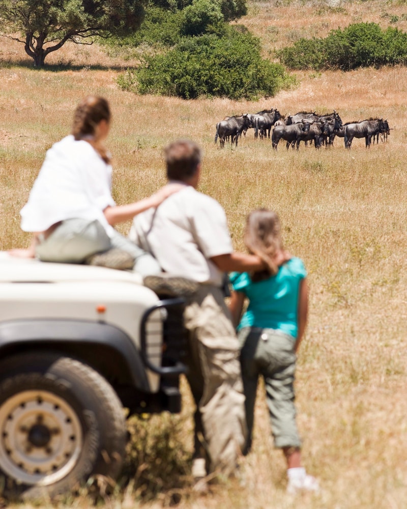 Safari-eventyr i Sydafrika