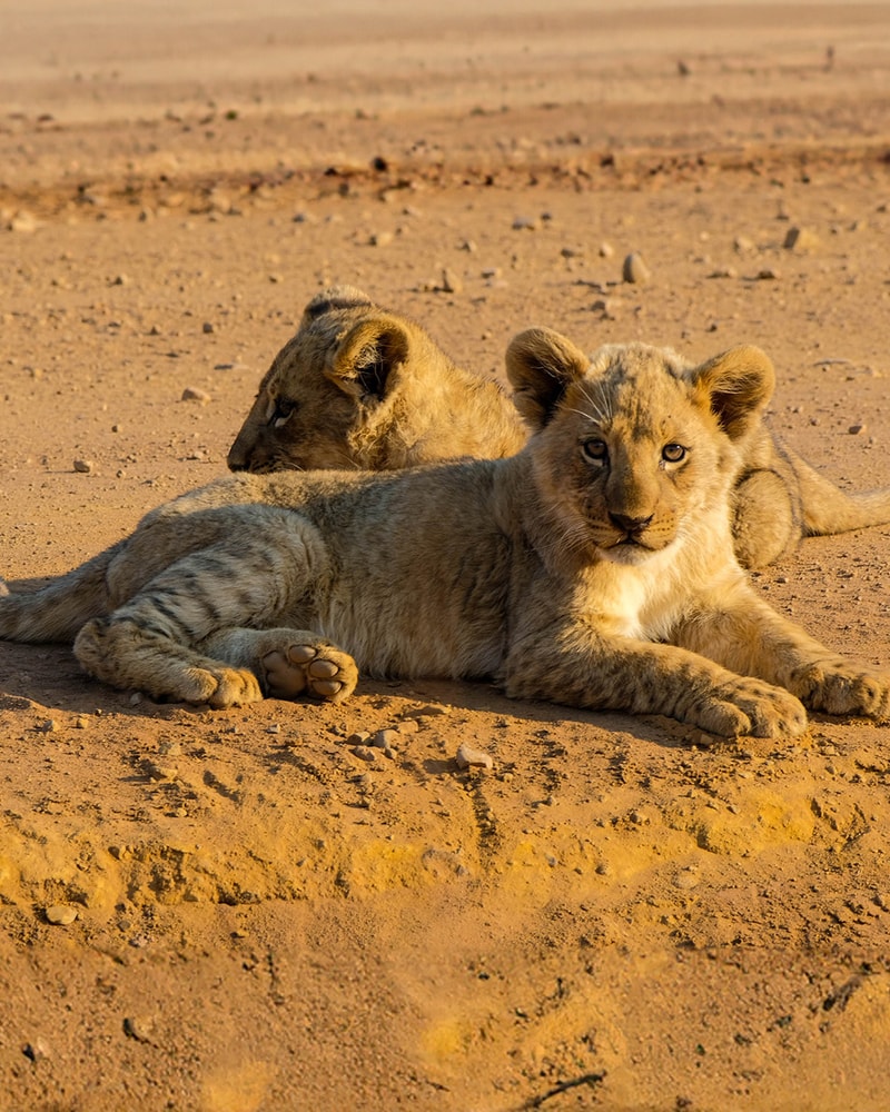 Safari-eventyr i Sydafrika